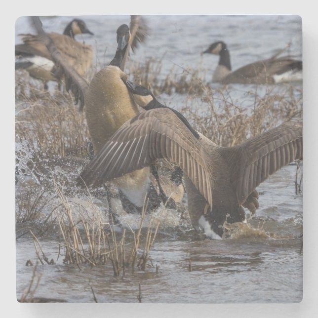 Back Off Stone Coaster (Front)