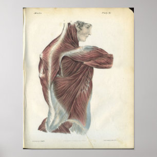 Back & Shoulder Muscles Anatomy Print