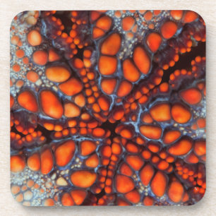 Back Side Of Sea Star Cambodia Coaster