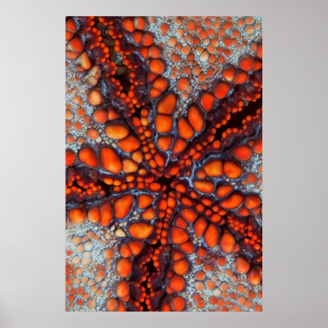 Back Side Of Sea Star |Cambodia Poster (Front)