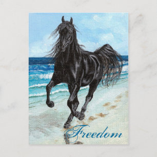 Back Stallion Arabian horse Freedom postcard