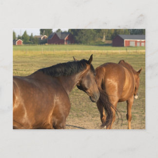 Back to the Barn Postcard