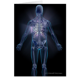 Back view of a human skeleton