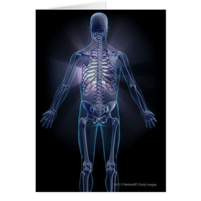 Back view of a human skeleton (Front)