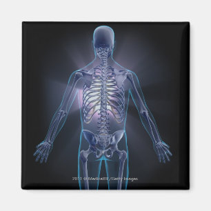 Back view of a human skeleton magnet