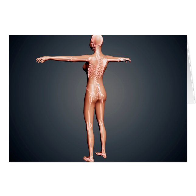 Back View Of Female Body With Skeletal System (Front Horizontal)