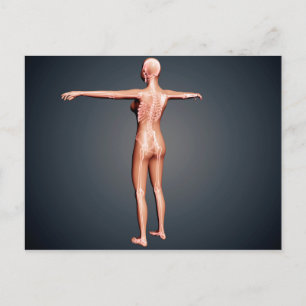 Back View Of Female Body With Skeletal System Postcard