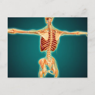 Back View Of Human Skeleton With Nervous System Postcard