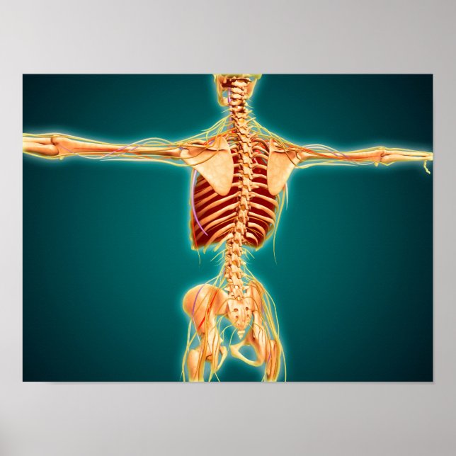 Back View Of Human Skeleton With Nervous System Poster (Front)
