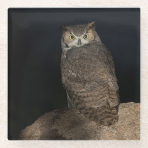 Back yard Great Horned Owl Glass Coaster