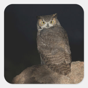 Back yard Great Horned Owl Square Sticker