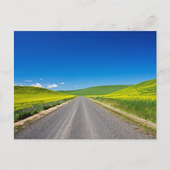 Backcountry road through Spring Canola Fields Postcard (Front)