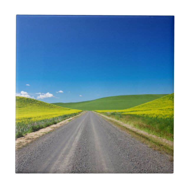 Backcountry road through Spring Canola Fields Tile (Front)
