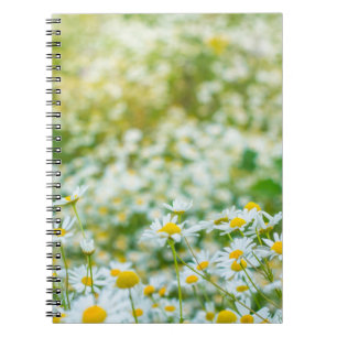 Background of flowers field of daisies. alternativ notebook
