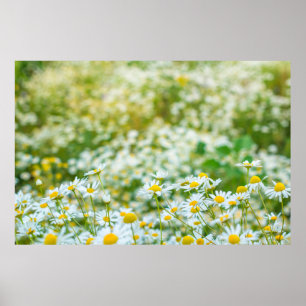 Background of flowers field of daisies. alternativ poster