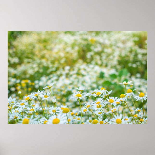 Background of flowers field of daisies. alternativ poster (Front)