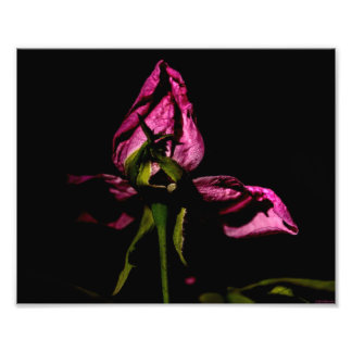 Backing out of the Shadows Photo Print