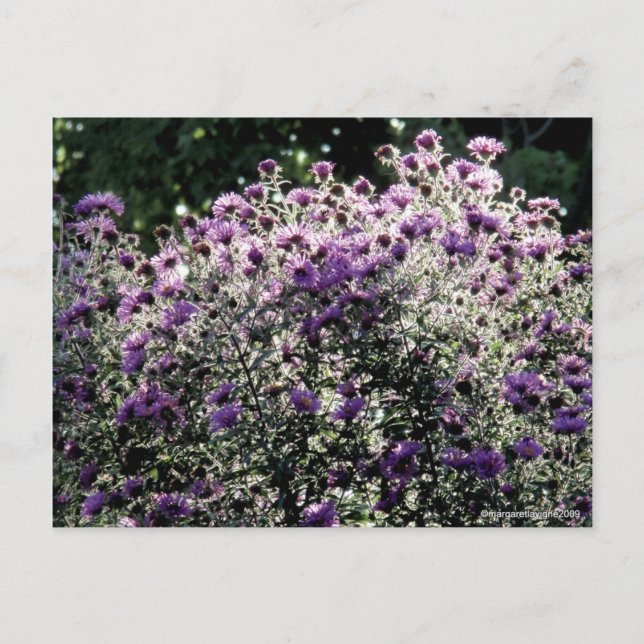 Backlit Asters Postcard (Front)