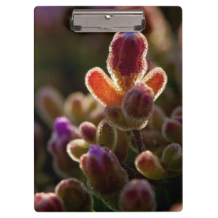 Backlit Colourful Succulent Flower Bud With Rim Clipboard