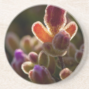 Backlit Colourful Succulent Flower Bud With Rim Coaster