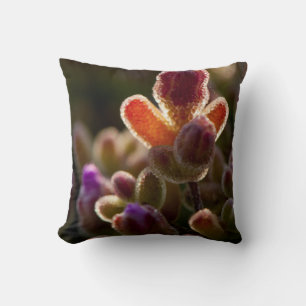 Backlit Colourful Succulent Flower Bud With Rim Cushion