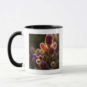 Backlit Colourful Succulent Flower Bud With Rim Mug