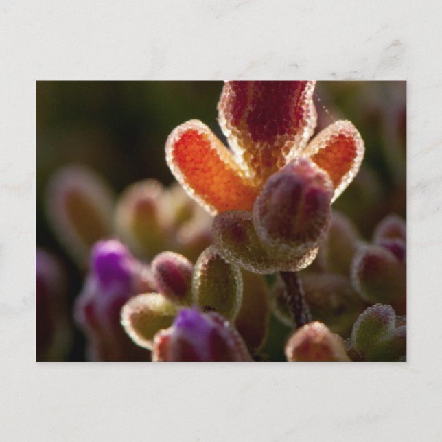 Backlit Colourful Succulent Flower Bud With Rim Postcard (Front)