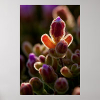 Backlit Colourful Succulent Flower Bud With Rim