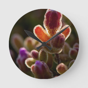 Backlit Colourful Succulent Flower Bud With Rim Round Clock
