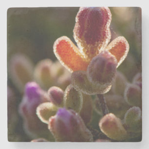 Backlit Colourful Succulent Flower Bud With Rim Stone Coaster