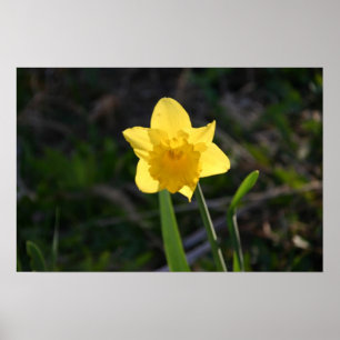 Backlit Daffodil poster