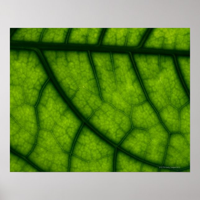 Backlit Green Leaf Poster (Front)