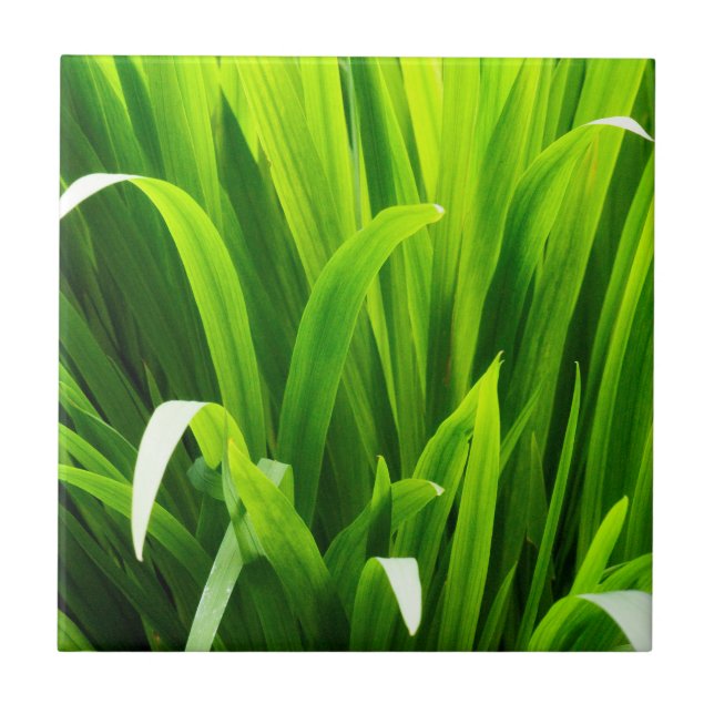 Backlit Leaves in Garden Tile (Front)