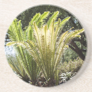 Backlit palms coaster