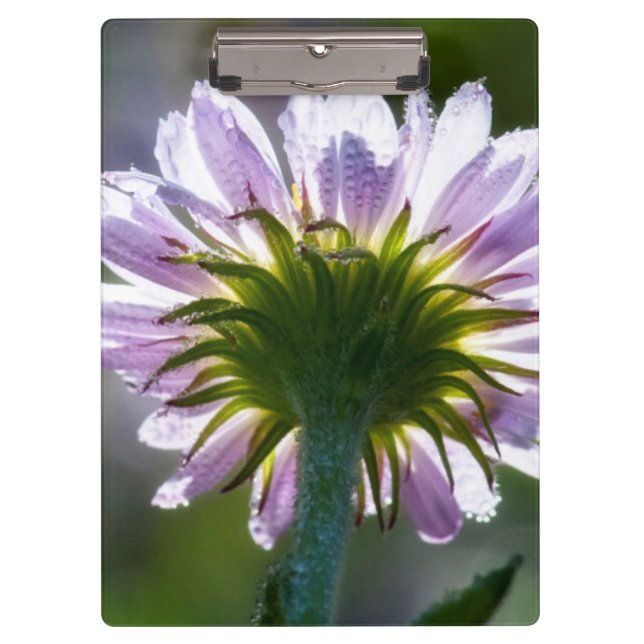 Backlit Purple Wildflower With Dewdrops Clipboard (Front)