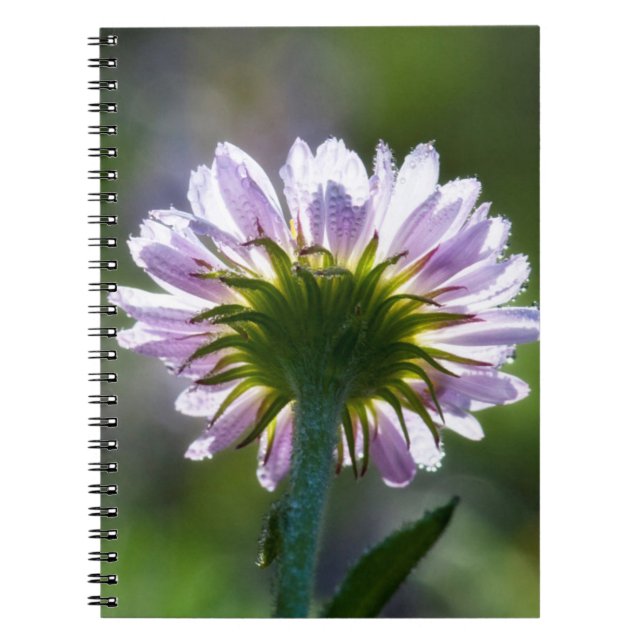 Backlit Purple Wildflower With Dewdrops Notebook (Front)