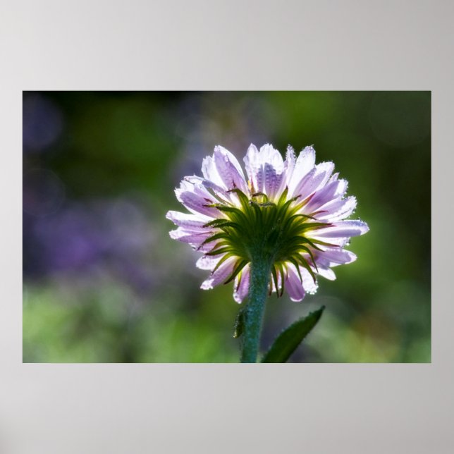 Backlit Purple Wildflower With Dewdrops Poster (Front)