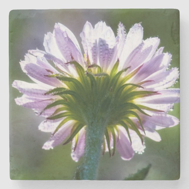 Backlit Purple Wildflower With Dewdrops Stone Coaster (Front)