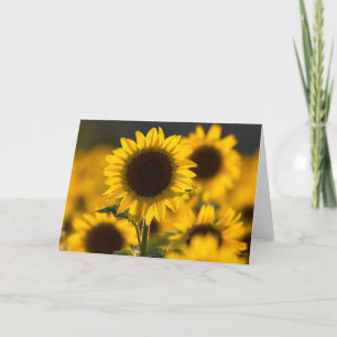 Backlit Sunflower Blank Note Card