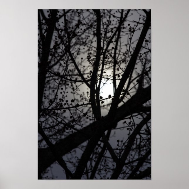backlit Tree Poster (Front)