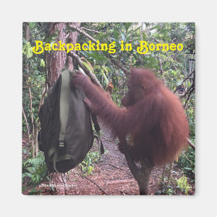 Backpacking Borneo Orangutan Magnet