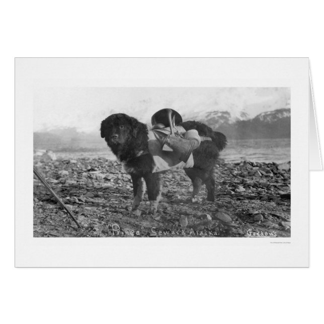 Backpacking Dog Seward, Alaska 1911 (Front Horizontal)