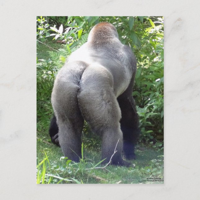 Backside of Gorilla Postcard (Front)