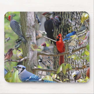 Backyard Bird Mouse Pad