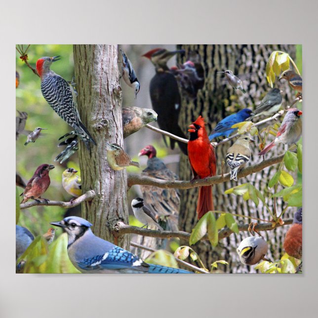 Backyard Bird Poster (Front)