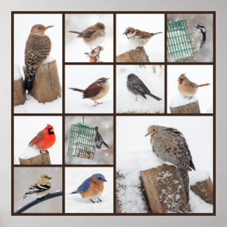 Backyard Birds in Snow Poster