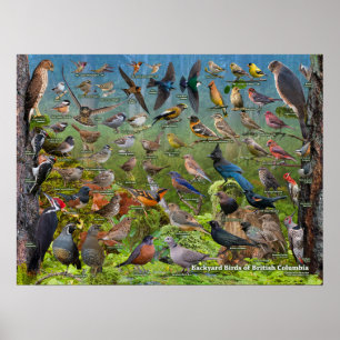 Backyard Birds of British Columbia Poster