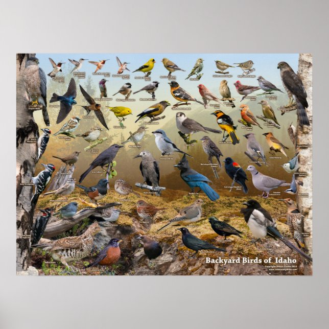 Backyard Birds of Idaho Poster (Front)