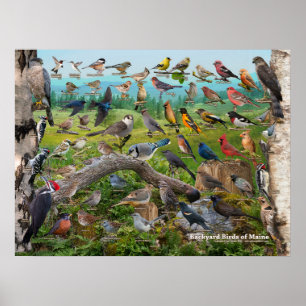 Backyard Birds of Maine Poster
