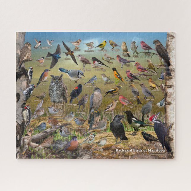 Backyard Birds of Manitoba Jigsaw Puzzle (Horizontal)